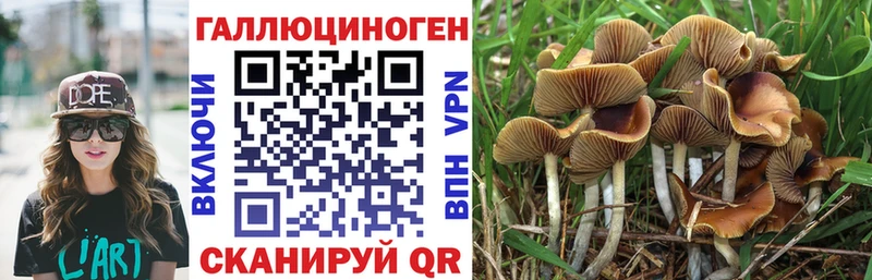 Галлюциногенные грибы Psilocybe  Саратов 