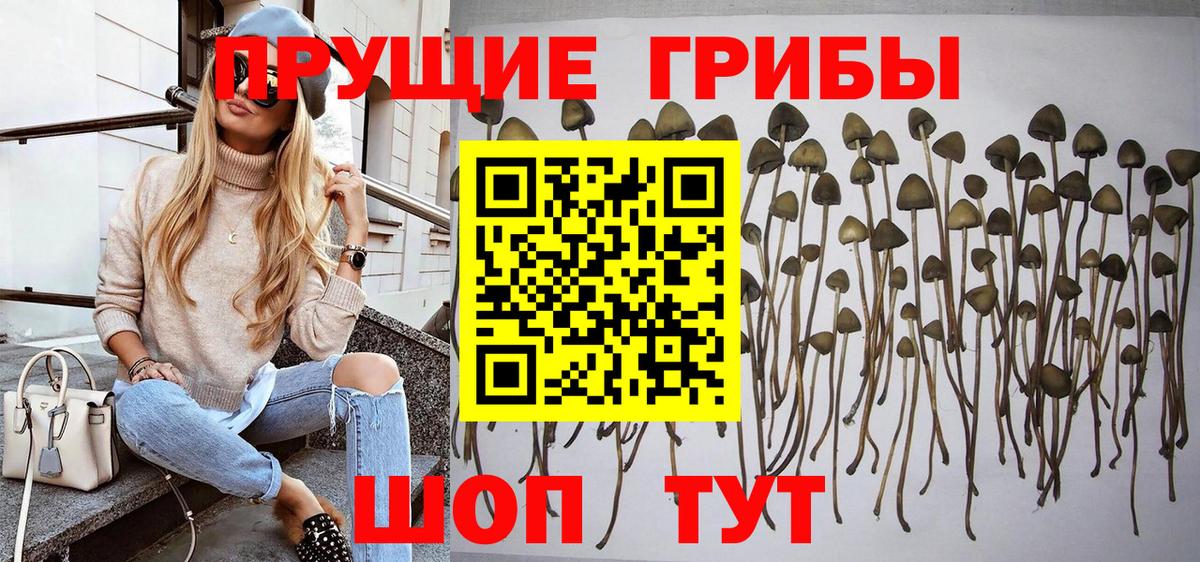Галлюциногенные грибы Psilocybine cubensis Саратов